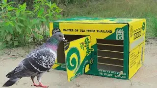 How To Make Unique Pigeon Bird Trap Using ICHITAN Box