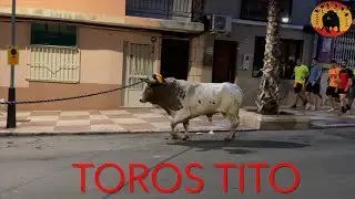 Toros en cuerda de Picassent 0ct. 2024 David Alfaro