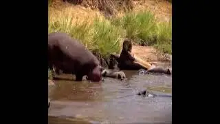 DETIK DETIK KUDA NIL MELAHIRKAN DAN DI SITU ADA BUAYA YANG SIAP MENERKAM