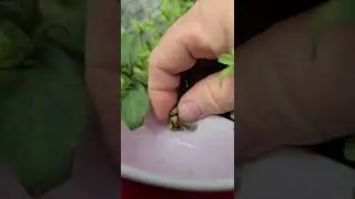 How to collect petunia seeds