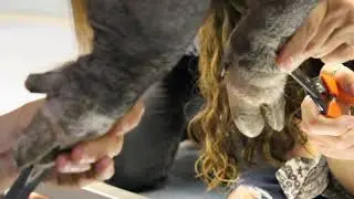 Hoof Trimming with Dr. Kristie using a pig sling