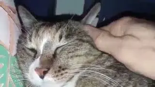 Cat Massage Instruction - Ear Stroking - Give Your Cat Pleasure and Better Health With Massage!