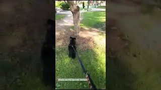 #chasing #squirrel #adoptdontshop #dog #chicago #park #chicagopark #cute #wall #doglife #dogtravel
