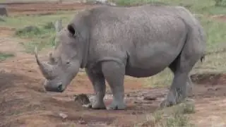 Kenya Safari 2018 Music Video