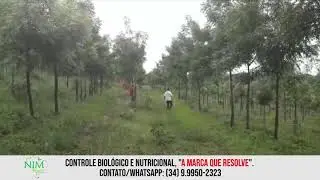 164 - Nim Brasil - Bosque de Nim Indiano, &Aacute;rvore Medicinal e Madeira Nobre