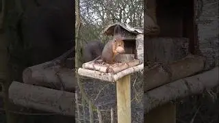 #eichh&ouml;rnchen #squirrel #redsquirrel #garten #nuts #wildlife #photography #naturelovers