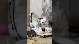 Сделай сам мягкие лесенки для своего питомца бесплатно !#animal #dog #собака #smile #сделайсам