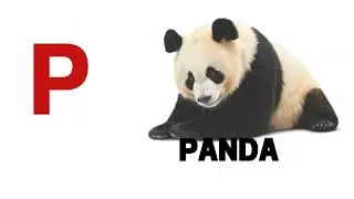 Animals A to Z - Flash cards learning for baby and toddlers