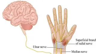 nerve,axon,neuron,synapse ASL