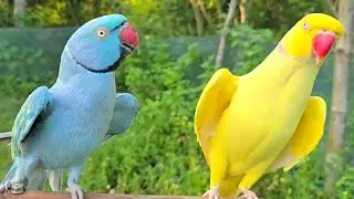 Funny Talking Ringneck Parrot