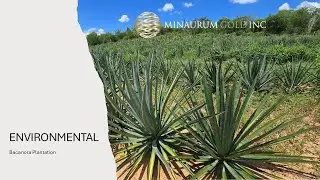 Alamos Silver Project - Bacanora Plantation
