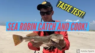 Sea Robin Catch And Cook! Is It Good? (Long Island NY)