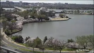Washington, D.C! | Bloom Cam, | World Live Streams,