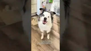 Будьте осторожны с ним #tamilvideo #funnyvideo #tamilcomedy #comedyshorts #comedy #dogvideo #come...