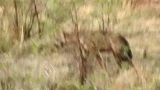 Madikwe Pt 3 Crowning Around
