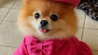 A day in my life with pomeranian 🐶#pomeranian#toypom#viral#trending#shopping#indianvlogger#longdrive