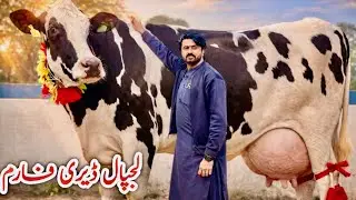 Itna Zyada Milk? 😱 | Friesian Cross Australian Cows | Lajpal Dairy Farm 🇵🇰 