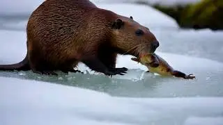 Beaver Saves a Stranded Frog: An Unlikely Hero in the Cold