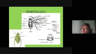 Clase Homoptera. Teorico (2021 -05 - 20 )