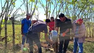 Cercando el Terreno de Carmen, Sembrando Postes y Colocando Alambre