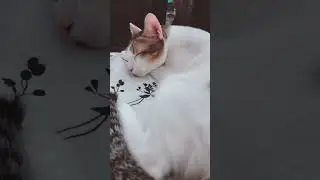 Night Night 😴💤💖| SUNSHINE LEO | Nusrat Sarah #cat #catvideo #cutecat #beautifulcat #dhaka #night