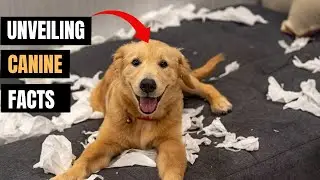 10 Dog Myths Debunked: The Truth Behind Common Beliefs