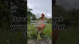 Cream Legbar Chicken 🐓💗 #cuteanimals