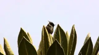 Bearded Helmetcrest, Oxypogon guerinii