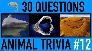 ANIMAL TRIVIA QUIZ #12 - 30 Shark Trivia Questions and Answers | Sharks Pub Quiz