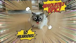 Funny Cat Reactions Compilation That Will Make You Laugh Out Loud