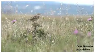 Calandria posada y vuelo