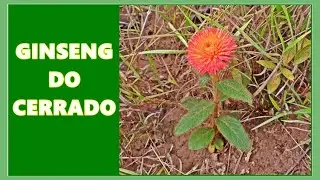Planta BRASILEIRA que Muitos Brasileiros n&atilde;o Conhecem