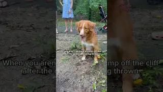 People think my dog is being tortured 😅 #toller #tollerscream