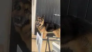 Dog security system engaged #germanshepherd #gsds #dogshorts #germanshepherddog #canecorso #dogs