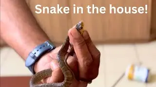 Bahut Scary! | Snake in our House | Called Helpline |