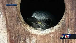 Best Built Boxes For Bluebirds