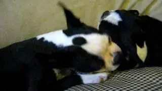 Wanna Get a Friend For your Dog?!?! Before you do that ... boston terrier disclaimer, lol!