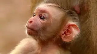 Wow..., Very gorgeous newly born baby pigtail monkey, The world welcomes new baby