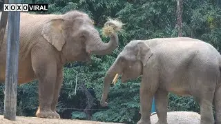 Elephant Video | Decoding Elephant Communication at Zoos - Sounds, Gestures & Rumbles