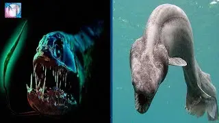 5 ANIMALES EXTRA&Ntilde;OS DE LA FOSA CHALLENGER