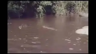James Bond Real Stunt Run Across Crocodiles -1973