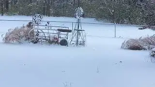 Nice Buck Eating In Snow!!! December 1, 2025