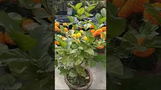 বেলিফুল গাছের শীতকালীন পরিচর্চা। #short #shortvideo #foryou #viral #garden #gardening