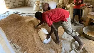 La production de riz à Corail, Grand'Anse HAÏTI