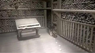 🔉Strange Snow on the Catio 😲 Cat&rsquo;s Winter Playground 