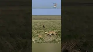 How A Female  Cheetah Teaches Her Babies To Hunt ? #wildlife #animals #shorts #wildworlddocumentary