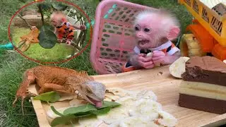 Monkey Baby Tom | Baby monkey Tom happily climbs tree, eats cake, fruit with South American Dragon