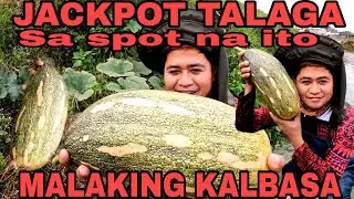 Nakakagulat! Bomungad samin ang napakalaking ligaw na kalabasa!!