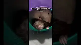 Choco gets cleaned by Moana #rat #petrat #petrodent #cuterat #pets #petsmallanimal #cute #pets
