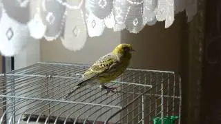 canary lizard singing Duduś